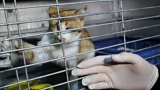 Depremde 2 kedi gözlerini kaybetti, şimdi sıcak yuva bekliyor