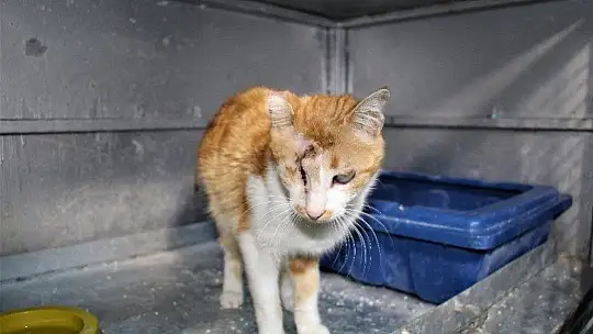 Depremde 2 kedi gözlerini kaybetti, şimdi sıcak yuva bekliyor