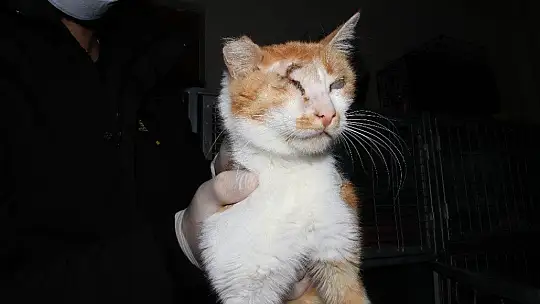 Depremde 2 kedi gözlerini kaybetti, şimdi sıcak yuva bekliyor