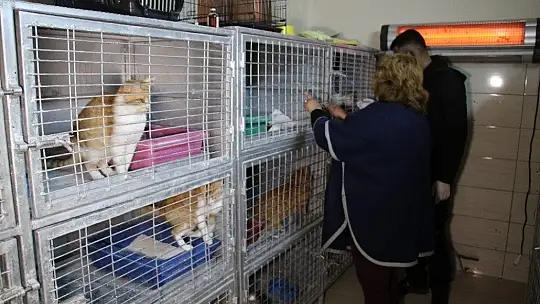 Depremde 2 kedi gözlerini kaybetti, şimdi sıcak yuva bekliyor
