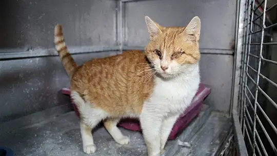 Depremde 2 kedi gözlerini kaybetti, şimdi sıcak yuva bekliyor