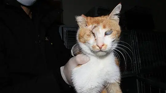 Depremde 2 kedi gözlerini kaybetti, şimdi sıcak yuva bekliyor
