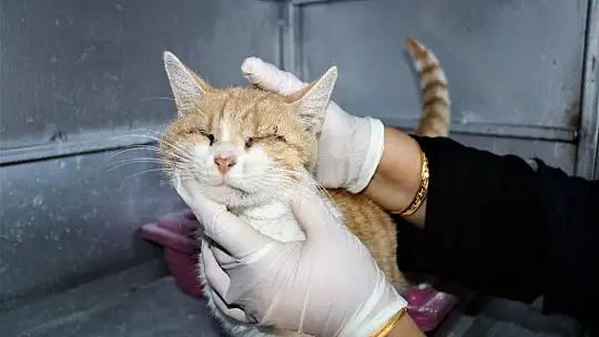 Depremde 2 kedi gözlerini kaybetti, şimdi sıcak yuva bekliyor