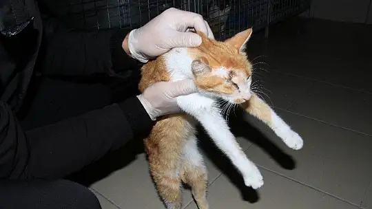 Depremde 2 kedi gözlerini kaybetti, şimdi sıcak yuva bekliyor