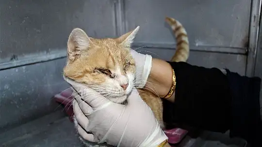 Depremde 2 kedi gözlerini kaybetti, şimdi sıcak yuva bekliyor