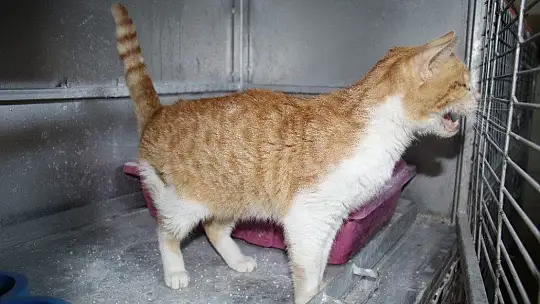 Depremde 2 kedi gözlerini kaybetti, şimdi sıcak yuva bekliyor