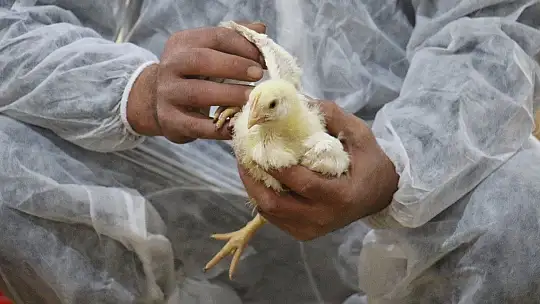 Devlet desteği ile çiftlik kurdu, yılda 300 bin TL kazanmaya başladı