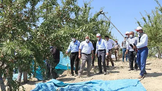 Devlet desteğiyle 45 dekara badem ekti, ilk hasada başladı