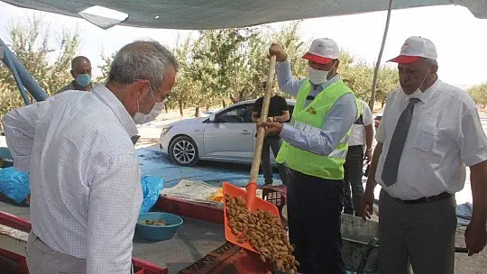 Devlet desteğiyle bin dönüme ektiği bademde hasada başladı
