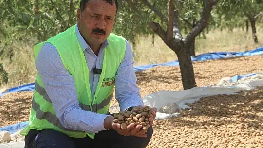 Devlet desteğiyle bin dönüme ektiği bademde hasada başladı
