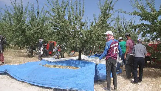 Devlet desteğiyle bin dönüme ektiği bademde hasada başladı