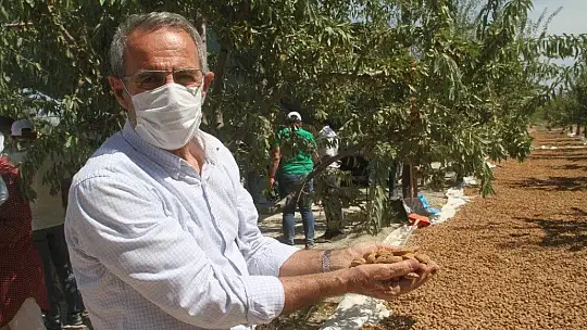Devlet desteğiyle bin dönüme ektiği bademde hasada başladı