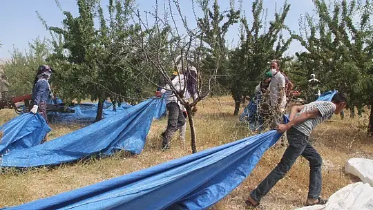 Devlet desteğiyle bin dönüme ektiği bademde hasada başladı