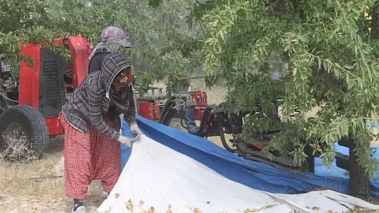 Devlet desteğiyle bin dönüme ektiği bademde hasada başladı