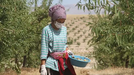 Devlet desteğiyle bin dönüme ektiği bademde hasada başladı