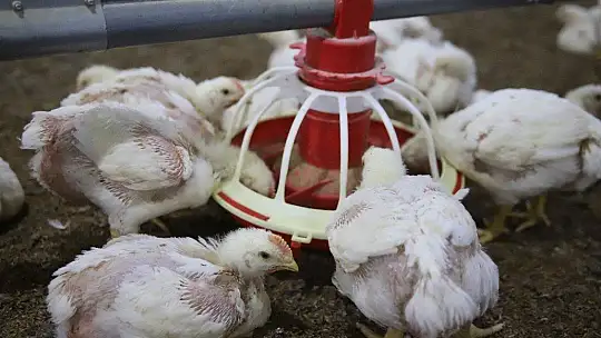 Devletten Aldığı Destekle Çiftlik Sahibi Oldu