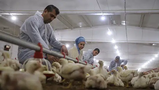 Devletten Aldığı Destekle Çiftlik Sahibi Oldu
