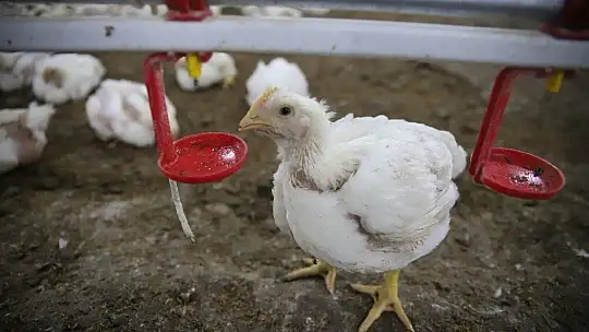 Devletten Aldığı Destekle Çiftlik Sahibi Oldu