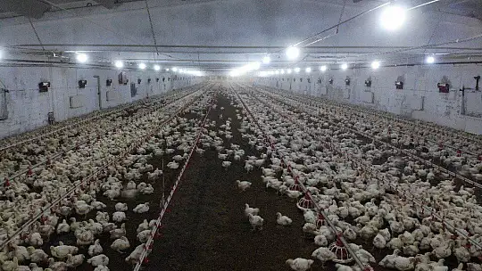 Devletten Aldığı Destekle Çiftlik Sahibi Oldu