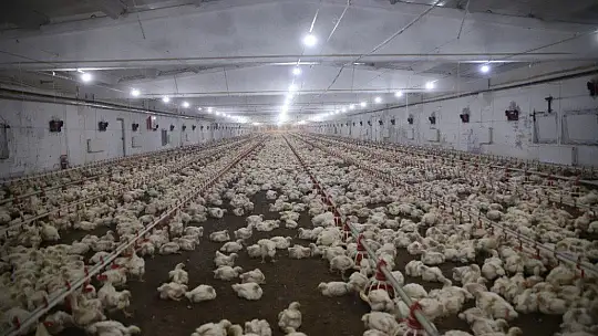 Devletten Aldığı Destekle Çiftlik Sahibi Oldu