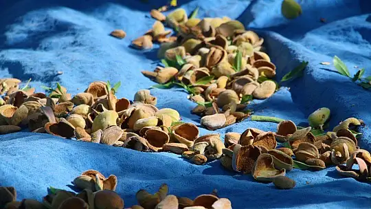 Devletten destek aldı,arazi üzerine ektiği bademlerin hasadına başladı