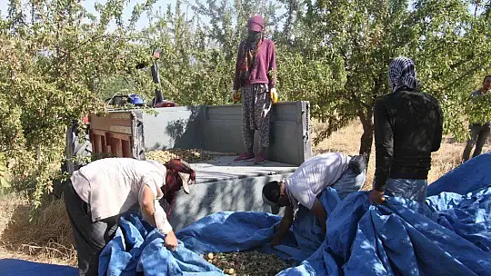 Devletten destek aldı,arazi üzerine ektiği bademlerin hasadına başladı