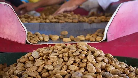 Devletten destek aldı,arazi üzerine ektiği bademlerin hasadına başladı