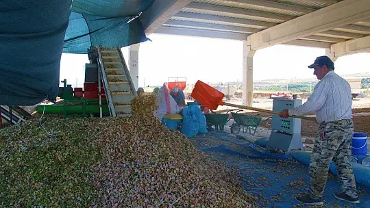 Devletten destek aldı,arazi üzerine ektiği bademlerin hasadına başladı