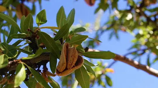 Devletten destek aldı,arazi üzerine ektiği bademlerin hasadına başladı