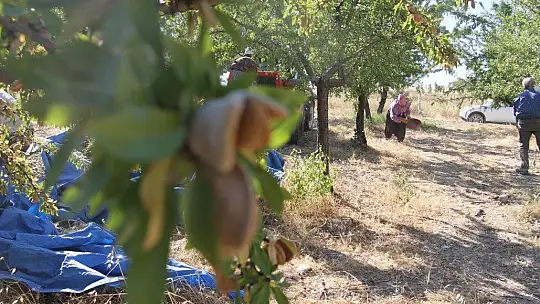 Devletten destek aldı,arazi üzerine ektiği bademlerin hasadına başladı