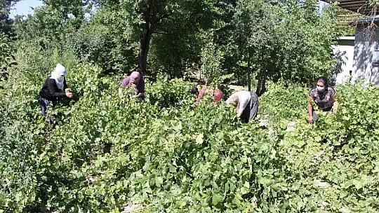 Doğal antioksidan 'Koruk Suyu'