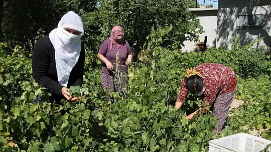 Doğal antioksidan 'Koruk Suyu'