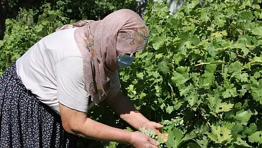 Doğal antioksidan 'Koruk Suyu'