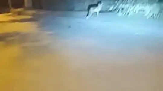 Doğal ortamlarında yiyecek bulamayan yaban hayvanları şehir merkezini mesken tuttu