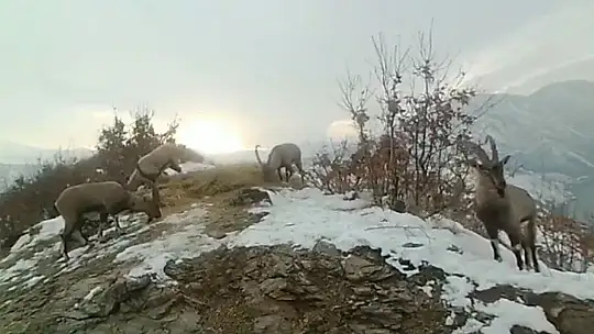 Doğaya bırakılan yemleri yiyen yaban keçileri ve kuşlar görüntülendi