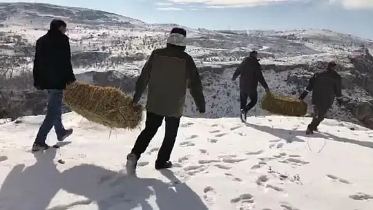 Doğaya bırakılan yemleri yiyen yaban keçileri ve kuşlar görüntülendi