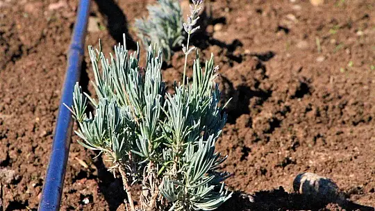 Doğu Anadolu Bölgesi'nin en büyük lavanta bahçesi Elazığ'da kuruldu