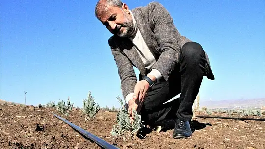 Doğu Anadolu Bölgesi'nin en büyük lavanta bahçesi Elazığ'da kuruldu