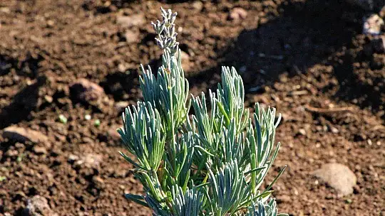 Doğu Anadolu Bölgesi'nin en büyük lavanta bahçesi Elazığ'da kuruldu