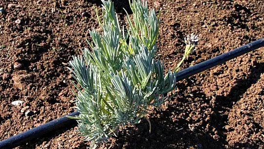 Doğu Anadolu Bölgesi'nin en büyük lavanta bahçesi Elazığ'da kuruldu