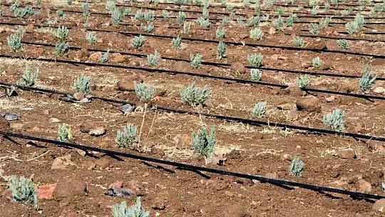 Doğu Anadolu Bölgesi'nin en büyük lavanta bahçesi Elazığ'da kuruldu
