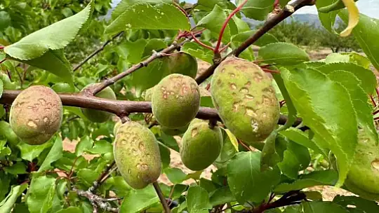 Dolu, kayısı ağaçlarına zarar verdi