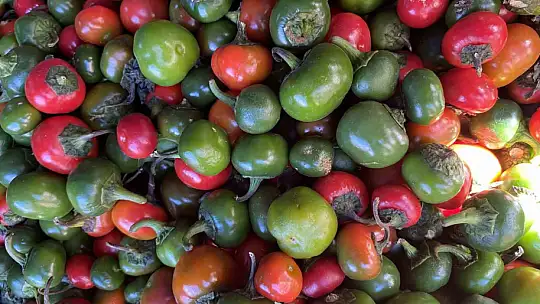 Domates görünümlü biberler ilgi odağı oldu