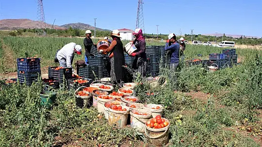 Dünya sofralarına lezzet katacak kurutmalık domatesin hasadı başladı
