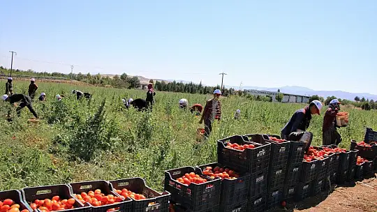 Dünya sofralarına lezzet katacak kurutmalık domatesin hasadı başladı