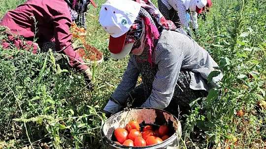 Dünya sofralarına lezzet katacak kurutmalık domatesin hasadı başladı