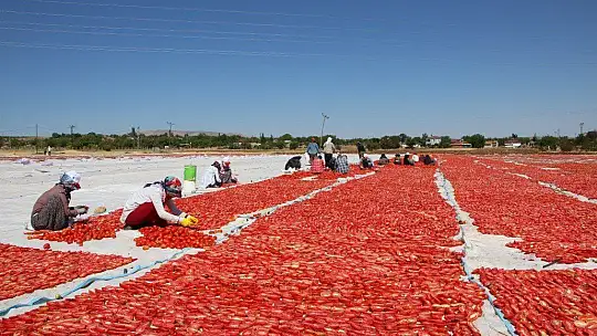 Dünya sofralarına lezzet katacak kurutmalık domatesin hasadı başladı