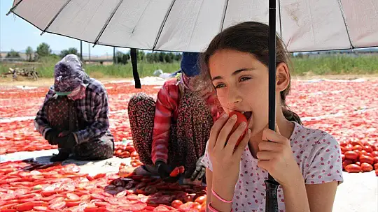 Dünya sofralarına lezzet katacak kurutmalık domatesin hasadı başladı