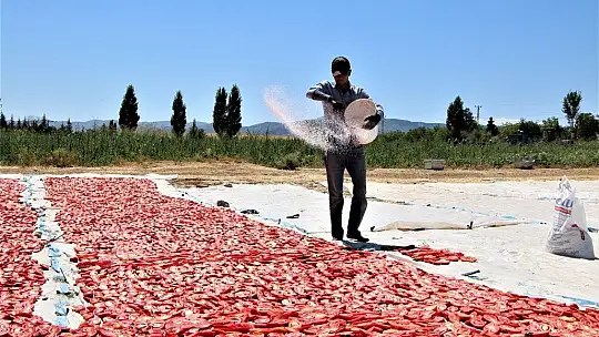 Dünya sofralarına lezzet katacak kurutmalık domatesin hasadı başladı