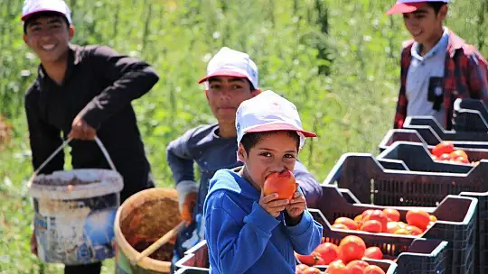 Dünya sofralarına lezzet katacak kurutmalık domatesin hasadı başladı